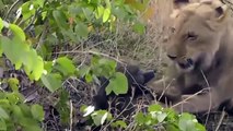 Lion Hunt Baby Gorilla, Herd Gorilla Panic Carry Baby On His Back Run Away - Lion vs Warthog, Baboon