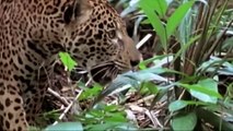 Too Reckless! Mother Warthog Bravely Rushed To Bite Leopard Head And Defeat It To Save Her Baby