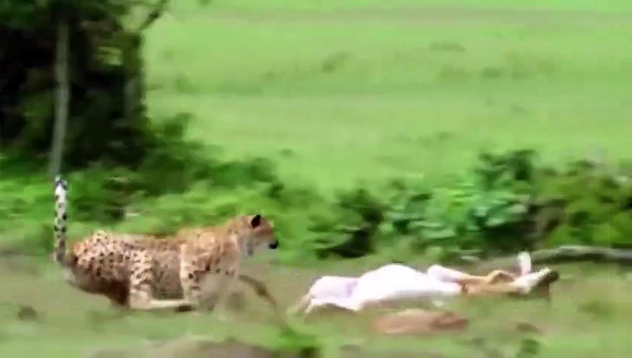 Elephant Of The God! Elephant Herd Rescue Impala From Cheetah Hunting - Elephant vs Cheetah
