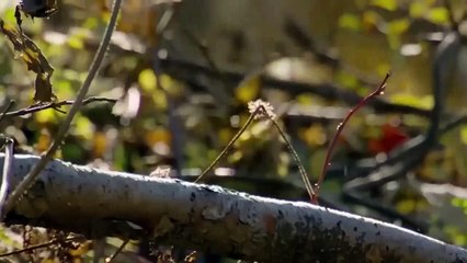 Gorilla Herd Take Down Lions To Rescue Baby Warthog After His Mom  Panic Run Away – Baboon vs Lion