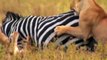 Unbelievable! Mother Zebra Bites off Lion's Tail To Save Her Baby - Lion vs Zebra, Buffalo, Hippo