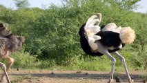 OMG! Mother Ostrich Is Too Smart Use This Method Attack Cheetahs To Save Her Egg - Snake vs Mongoose