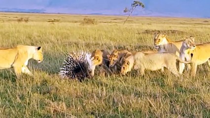 Porcupine Too Danger! Lion, Leopard and Python Risked Their Lives When Hunting Porcupine, Massai