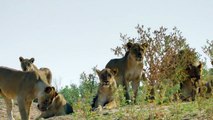 Horror... Angry Mother Buffalo Take Down Lion To Save Her Calf - Lion vs Buffalo, Wild Dogs