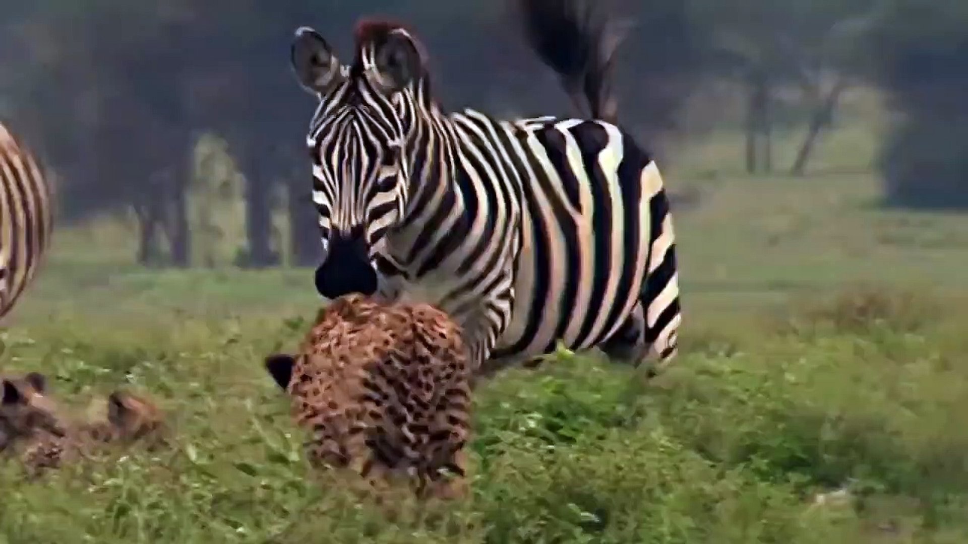 Mother Ostrich Fights Very Hard To Protect Her Baby, But To No Avail - Ostrich Vs Cheetah, Zebra - video Dailymotion