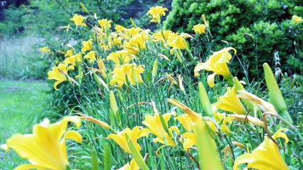 FLOWER. FLOWERS. FUNNY KING