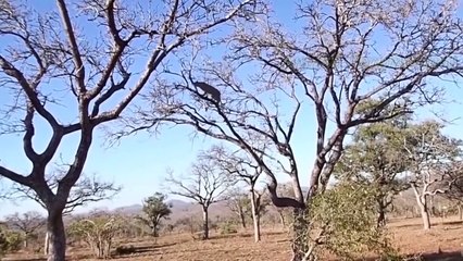 OMG! Mother Impala Risked Her Life To Attack Leopard and Gorilla Madly To Save Her Cub - Lion, Hippo