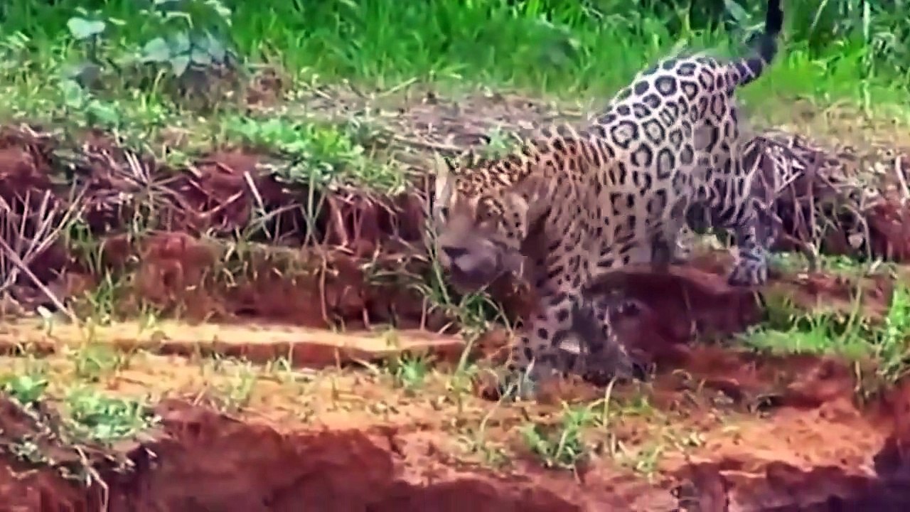 The CROCODILE, the Most Dangerous Animal in Swamp   Crocodile vs Leopard, Lion, Giraffe, Eagle