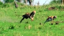 OMG! Giant Gazelle Take Down Cheetah With Horns   Gazelle's LUCKY ESCAPE from CHEETAH and HYENA