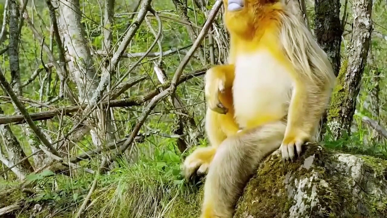 Gorillas Really Want To Rescue The Impala From Leopard Hunting Leopard vs Baboon vs Impala