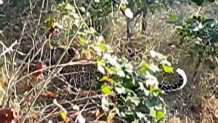 Leopard vs Python vs Gorilla - Unexpected Ending of Python   Hippo Save Impala From Crocodile