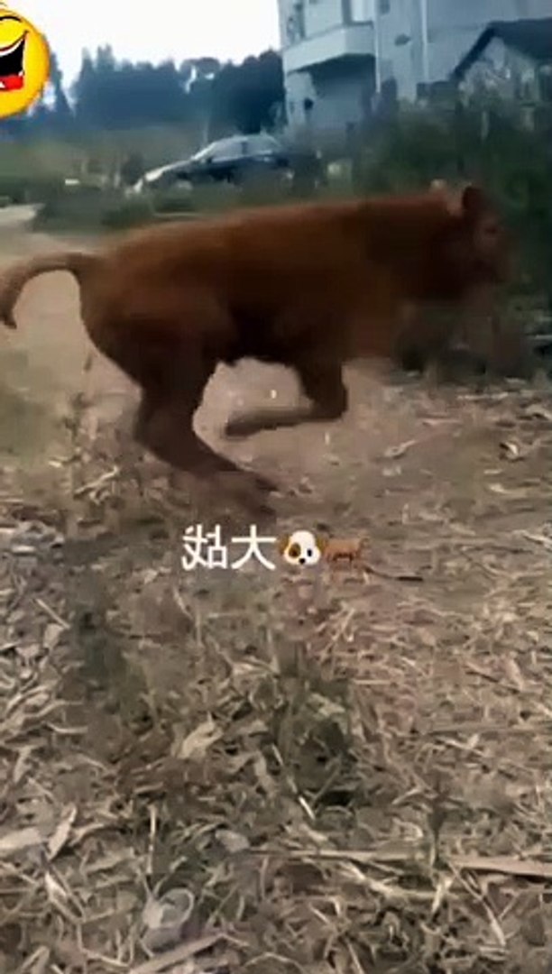 New Comedy Videos, Comedy Video, Funny Video,