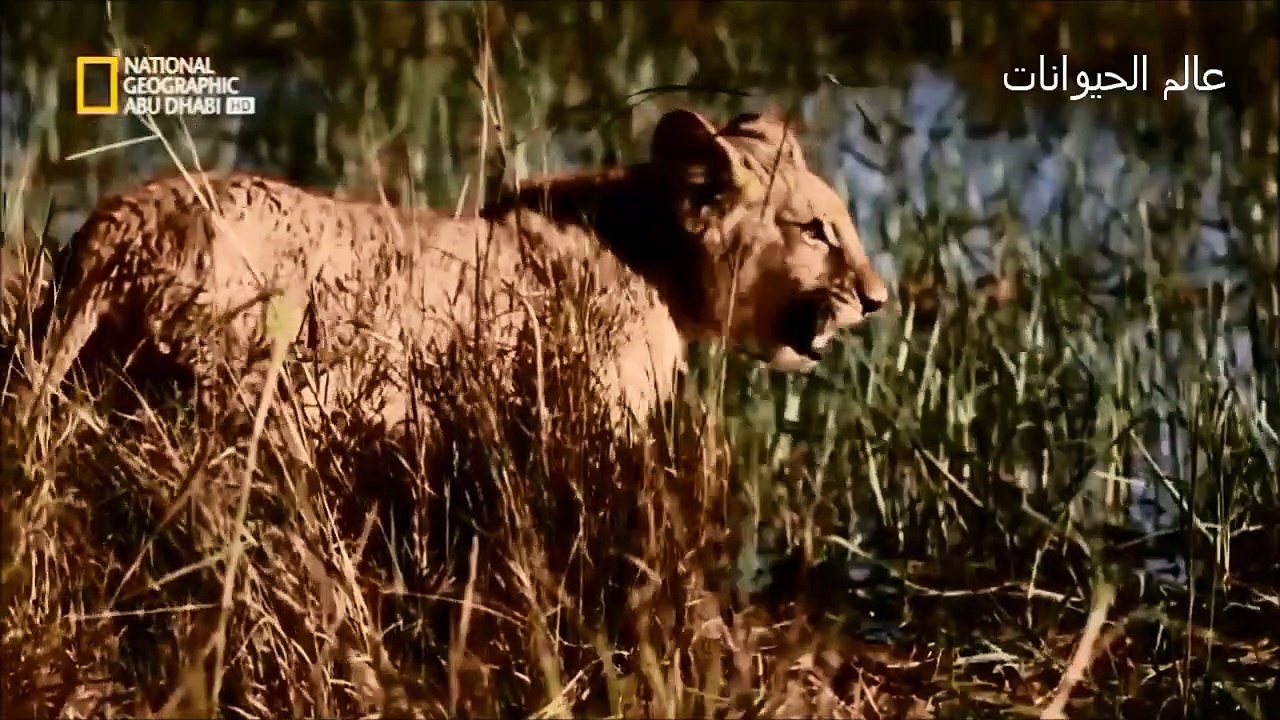 مقطع من فيلم وثائقي  مملكة الوحوش