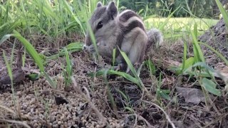 Sound Of Squirrel Baby Video | Squirrel Sound By Kingdom of Awais