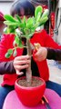 Life plant grafting trick | Grafting plants