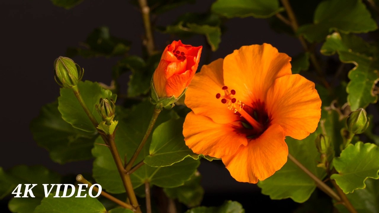 Unique 4k Timelapse video video Dailymotion