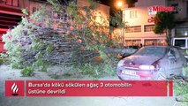 Bursa'da kökü sökülen ağaç 3 otomobilin üstüne devrildi