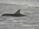 Kangaroo Island dolphin rescue - Sept. 28, 2022 - The Islander
