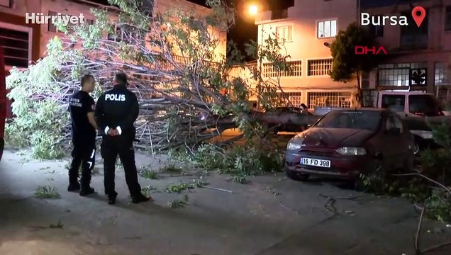 Bursa'da kökünden sökülen ağaç 3 otomobilin üzerine devrildi