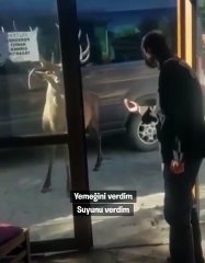 Restoran şefinin geyikle muhabbeti viral oldu