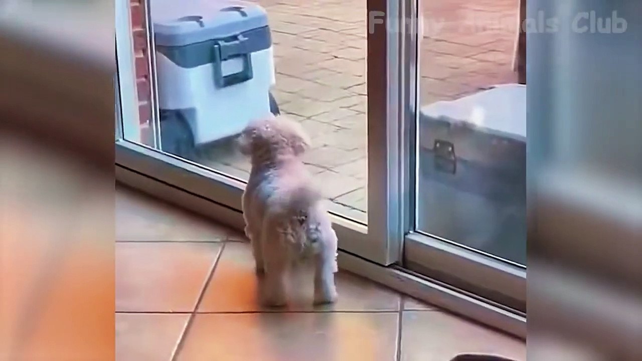 Funny Animal Videos 2022   Best Dogs And Cats Videos  20