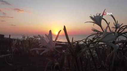 Son dakika gündem: Nesli tükenmekte olan "kum zambakları" görsel şölen sunuyor