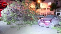 Bursa'da lodos etkili oldu: Ağaç 3 aracın üstüne devrildi
