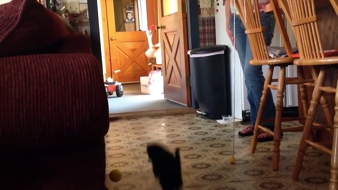 Best Funny Animal  Funniest Cats And Dogs Video 2022
