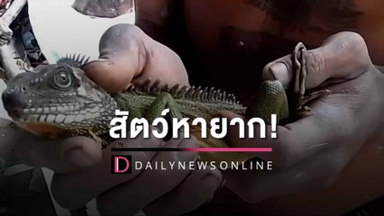 สัตว์หายาก! ‘ตะกอง’ โผล่หน้าบ้าน จับขังกรงปล่อยคืนสู่ธรรมชาติ | HOTSHOT เดลินิวส์ 28/09/65
