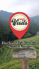 Daehan Dawon Tea Garden Plantation