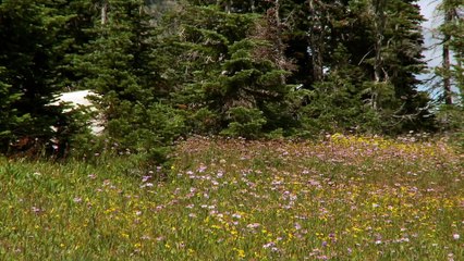 Wild Rockies - In the Peaks