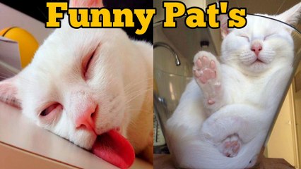 cats & dogs funny videos/cat &dog's funniest compilation/try not to laugh impossible