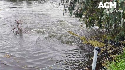 Cows moved from floods on Bungowannah farm | September 28, 2022 | The Border Mail
