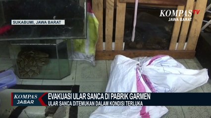 Ular Sanca 3 Meter Berat 8 Kg, Ditemukan Dalam Kondisi Terluka