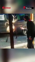 Resroran Şefi Geyikle 'Geyik Muhabbeti' Yaptı - Türkiye Gazetesi