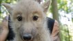 Weltpremiere: Chinesische Firma klont erfolgreich einen Polarwolf