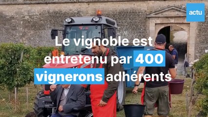 En Gironde, ce vignoble est cultivé dans une forteresse classée à l'Unesco