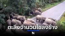 ตะลึง ช้างป่าเขาอ่างฤาไน ยกโขลงข้ามถนน คนถึงกลับต้องถอยหลัง (มีคลิป)