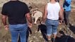 Bursa’da bataklığa saplanan inek kurtarıldı