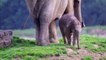 Baby elephant at Whipsnade Zoo named in honour of Queen Elizabeth II