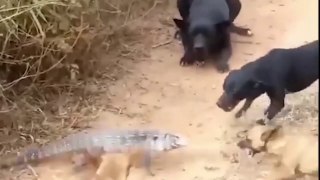 Dogs Attacking on Giant Lizard