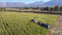 Erzincan gündem: Erzincan Ovası'nda silajlık mısırın üretim alanı genişliyor