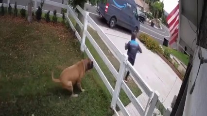 Delivery drivers vs Dogs / Funny Compilation
