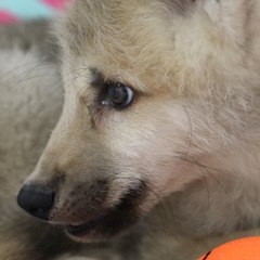 Maya, le premier loup arctique sauvage cloné du monde - carré