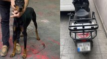 Motosiklete bağladığı köpeği kilometrelerce koşturan şahıs gözaltına alındı