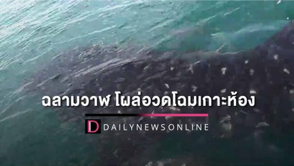 ‘ฉลามวาฬ’ โผล่อวดโฉมเกาะห้อง อุทยานฯ สั่งห้ามรบกวน-ขับเรือระมัดระวัง| HOTSHOT เดลินิวส์ 28/09/65
