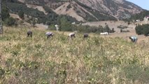 Bingöl gündem haberi: Asırlık ata tohumuyla üretilen Yedisu horoz kuru fasulyesinde rekolte katlanıyor