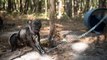 Caroline du Sud : 305 chiens destinés à participer à des combats de canidés ont été sauvés