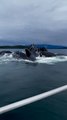 Un incroyable festin pour des baleines à bosse sous les yeux ébahis de plaisanciers en Alaska