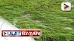 Pinsalang dulot sa agrikultura ng bagyong #KardingPH, pumalo na sa halos P2-B ayon sa Department of Agriculture